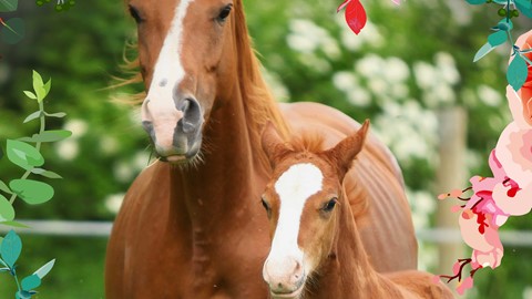 sl_muller_6484_foal_beach_detail