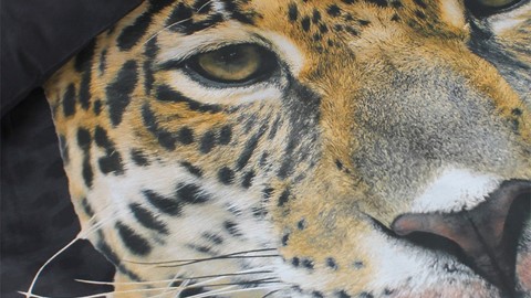 dbo_ambianzz_jungle_leopard_detail