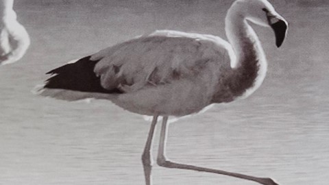 dbo-amb-james-flamingo-black-detail