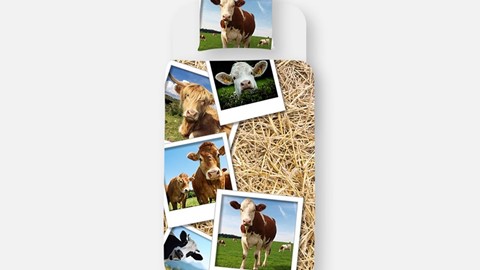 dbo_muller-kids_cows_multi_topshot