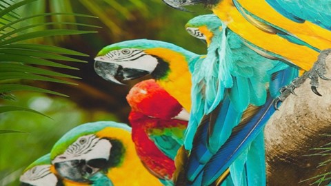 dbo_muller_parrots_multi_2p_detail