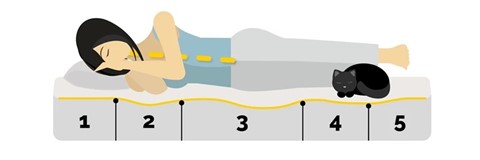 een diagram van de rug van een persoon