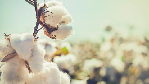 Een katoenplant met een bloem