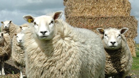 een close-up van een schaap