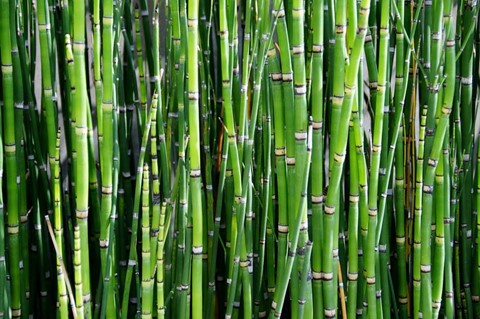 Bamboe: duurzaam textiel