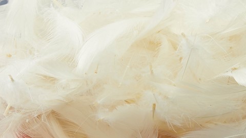 Een close-up van witte veren