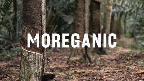 een boomstam met een boomstam in het midden ervan