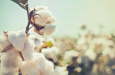Een katoenplant met witte wattenbolletjes