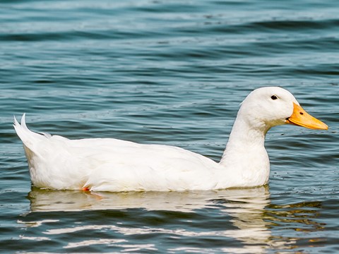Een witte eend die in water zwemt